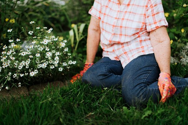 Eine Person kniet im Garten neben weißen Blumen und trägt Gartenhandschuhe.